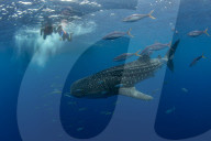Whale shark (Rhincodon typus) with rainbow runner observed by a tourist and guide in Honda Bay, Palawan, the Philippines.