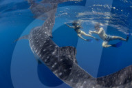Two tourists snorkelling with a whale shark (Rhincodon typus), in Honda Bay, Palawan, the Philippines.