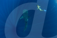 Tourist swimming with a whale shark (Rhincodon typus) in Honda Bay, Palawan, the Philippines.