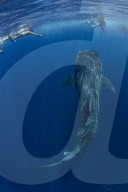 Tourists snorkelling with a whale shark (Rhincodon typus) in Honda Bay, Palawan, the Philippines.