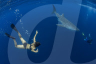 Tourist and tour guide swimming with a whale shark (Rhincodon typus) in Honda Bay, Palawan, the Philippines.