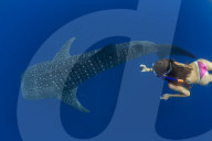 Tourist snorkelling with a whale shark (Rhincodon typus) in Honda Bay, Palawan, the Philippines.