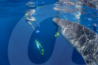 Tourists snorkelling with a whale shark ( Rhincodon typus ) in Honda Bay, Puerto Princesa, Palawan, the Philippines.