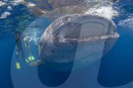 Snorkellers with a juvenile whale shark ( Rhincodon typus ) feeding at the suface in Honda Bay, Palawan, the Philippines.
