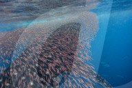 Whale shark ( Rhincodon typus ) vertical suction feeding on a shoal of red fish, Honda Bay, Palawan, the Philippines.