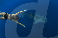 Tourist swimming with a whale shark (Rhincodon typus) in Honda Bay, Palawan, the Philippines.