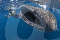 Snorkeller with a juvenile whale shark ( Rhincodon typus ) feeding on the suface in Honda Bay, Palawan, the Philippines.