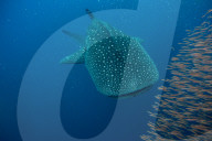 Whale shark ( Rhincodon typus ) with a shoal of red fish evading predation, Honda Bay, Palawan, the Philippines.