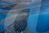 Whale shark ( Rhincodon typus ) vertical suction feeding on a shoal of red fish, Honda Bay, Palawan, the Philippines.