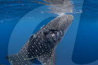 Whale shark ( Rhincodon typus ) with boat propeller injury, Honda Bay, Palawan, the Philippines.