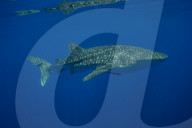 Whale shark ( Rhincodon typus ), Honda Bay, Palawan, the Philippines.