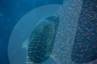Whale shark ( Rhincodon typus ) with a shoal of red fish evading predation, Honda Bay, Palawan, the Philippines.