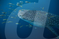 Whale shark ( Rhincodon typus ) with golden trevally (Gnathanodon speciosus ), Honda Bay, Palawan, the Philippines.