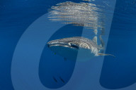 Whale shark ( Rhincodon typus ) swimming beneath the surface in Honda Bay, Palawan, the Philippines.