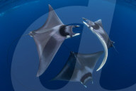 Spinetail devil rays ( Mobula mobular ) engaged in sexual courtship in Honda Bay, Palawan, the Philippines.