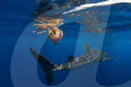 Whale shark ( Rhincodon typus ) swimming past a jellyfish ( Thysanostoma loriferum ), Honda Bay, Palawan, the Philippines.