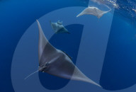 Spinetail devil rays ( Mobula mobular ) engaged in sexual courtship in Honda Bay, Palawan, the Philippines.