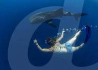 Snorkeller swimming with a juvenile whale shark ( Rhincodon typus ) in Honda Bay, Palawan, the Philippines.