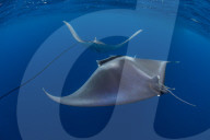 Spinetail devil rays ( Mobula mobular ) engaged in sexual courtship in Honda Bay, Palawan, the Philippines.