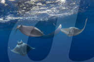Spinetail devil rays ( Mobula mobular ) engaged in sexual courtship in Honda Bay, Palawan, the Philippines.