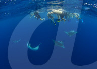 A group of snorkellers observing spinetail devil rays ( Mobula mobular ) engaged in sexual courtship in Honda Bay, Palawan, the Philippines.