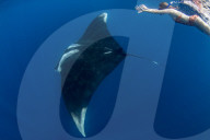 Snorkeller with oceanic manta ray ( Manta birostris ) feeding near the surface, Honda Bay, Palawan, the Philippines.