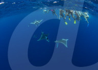 Snorkellers observing spinetail devil rays ( Mobula mobular ) engaged in sexual courtship in Honda Bay, Palawan, the Philippines.