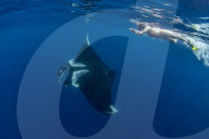 Oceanic manta ray ( Manta birostris ) feeding near the surface, Honda Bay, Palawan, the Philippines.