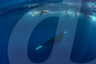Snorkellers with an oceanic manta ray ( Manta birostris ) feeding near the surface, Honda Bay, Palawan, the Philippines.