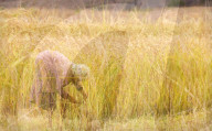 Single woman harvesting rice, Paro.