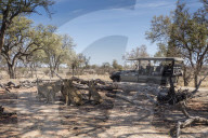 Lion pride, Panthera leo, resting near safari vehicle in Chobe National Park, Botswana.