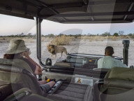 Male lion, Panthera leo, walking near safari vehicle in the Okavango Delta, Botswana, Botswana.