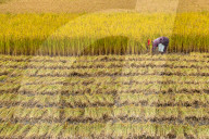 Single woman harvesting rice, Paro.
