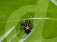 An adult Amazonian poison frog, Dendrobates ventrimaculatus, on the Maranon River, near Iquitos, Peru.