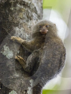 Adult pygmy marmoset, Cebuella pygmaea, in Lake Clavero, Amazon Basin, Loreto, Peru.
