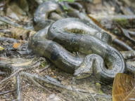An adult green anaconda, Eunectes murinus, MaraÃ±on River, Amazon Basin, Loreto, Peru.