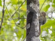 Adult pygmy marmoset, Cebuella pygmaea, in Lake Clavero, Amazon Basin, Loreto, Peru.