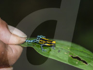 An adult Amazonian poison frog, Dendrobates ventrimaculatus, on the Maranon River, near Iquitos, Peru.