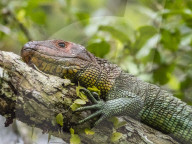 Adult northern caiman lizard, Dracaena guianensis, basking in Belluda CaÃ±o, Amazon Basin, Loreto, Peru.