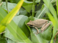 An adult rocket treefrog, Hyla lanciformis, on the Pacaya River, Amazon Basin, Loreto, Peru.