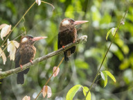 A pair of white-eared jacamars, Galbalcyrhynchus leucotis, Pacaya River, Pacaya Samiria Reserve, Loreto, Peru.