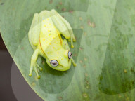 An adult common polkadot treefrog, Hyla punctata, on the Pacaya River, Amazon Basin, Loreto, Peru.