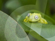 An adult common polkadot treefrog, Hyla punctata, on the Pacaya River, Amazon Basin, Loreto, Peru.