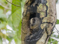 An adult yellow-crowned brush-tailed rat, Isothrix bistriata, on Iricahua CanÃÉo, Amazon Basin, Peru.