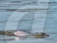 Adult Amazon pink river dolphin, Inia geoffrensis,Yanayacu Lake, Pacaya-Samiria Reserve, Loreto, Peru.