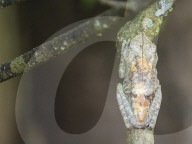 An adult gladiator teefrog, Hypsiboas boans, near Clavero Lake, Amazon Basin, Loreto, Peru.