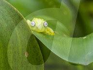 An adult common polkadot treefrog, Hyla punctata, on the Pacaya River, Amazon Basin, Loreto, Peru.