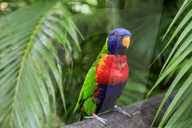Colourful Coconut lorikeet (Trichoglossus haematodus), Deshaies Botanic Garden, Basse Terre, Guadeloupe, Caribbean