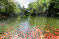 Water lilies pond with many koi carp, Jardin Botanique de Deshaies, botanic garden, Deshaies, Basse Terre, Guadeloupe, Caribbean