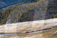 Gornergrat Bahn train runs among colorful woods in autumn, Zermatt, canton of Valais, Switzerland